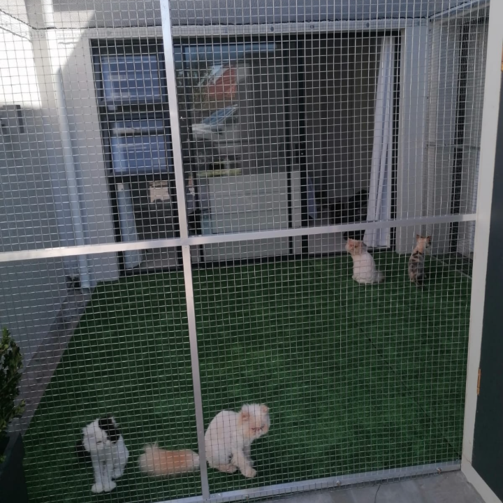 Catio 3